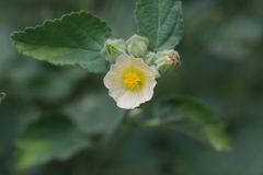 Sida cordifolia